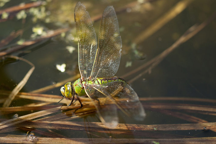 Green shoots: Readers Flickr group on dragonflies and Damselflies