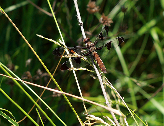 Green shoots: Readers Flickr group on dragonflies and Damselflies