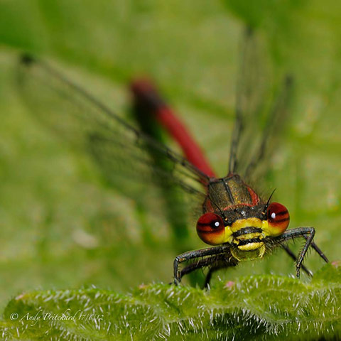 Green shoots: Readers Flickr group on dragonflies and Damselflies
