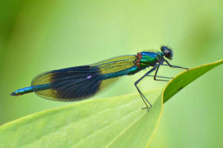 Green shoots: Readers Flickr group on dragonflies and Damselflies