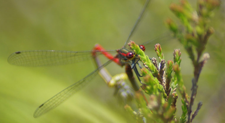 Green shoots: Readers Flickr group on dragonflies and Damselflies