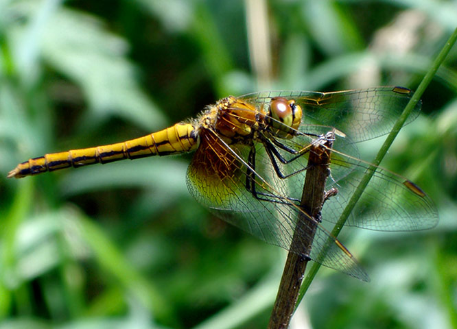 Green shoots: Readers Flickr group on dragonflies and Damselflies