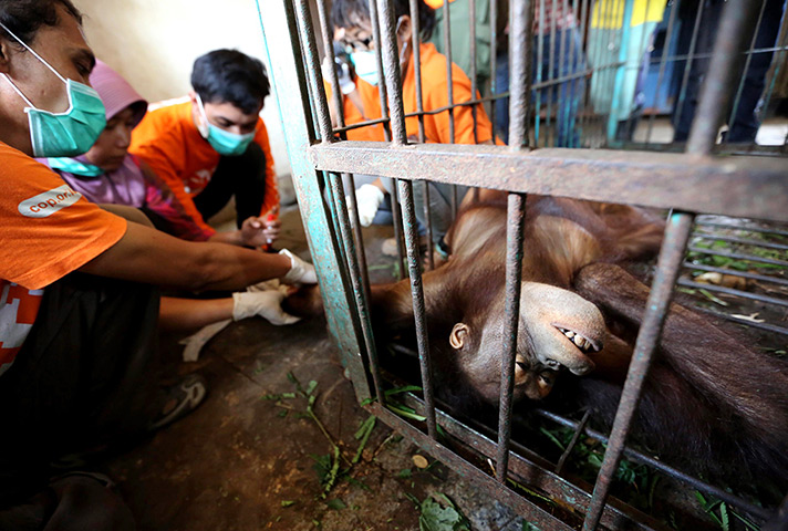 24 hours: Solo, Java, Indonesia: A tranquilised female orangutan has blood taken