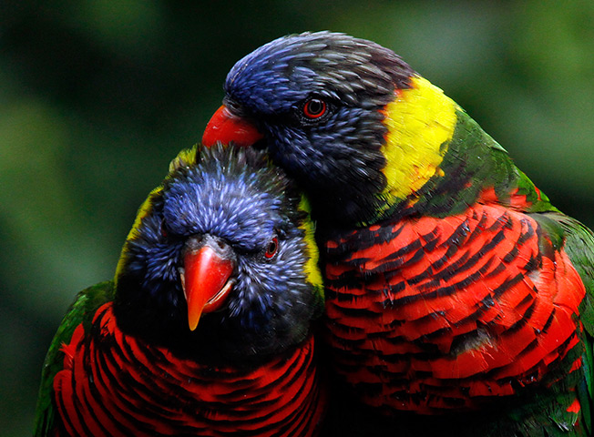 24 hours: Portland, Oregon, US: Colourful lorikeets preen each other at Oregon Zoo