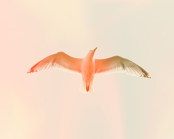 Foto8 Summershow : Seagull