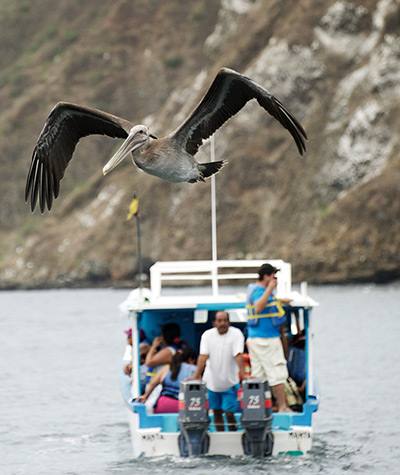 24 hours: Puerto Lopez, Ecuador: A pelican flies in front of tourists on a boat