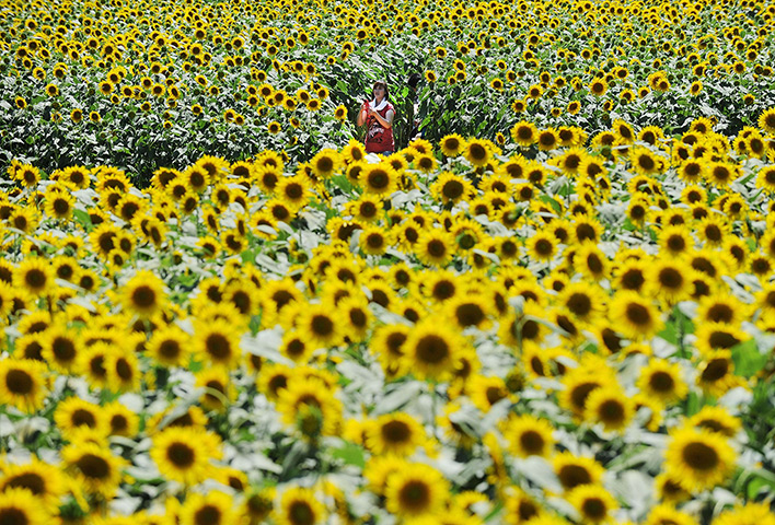 24 hours: Zama, Japan: A woman walks amongst sunflowers during the Sunflower Festival