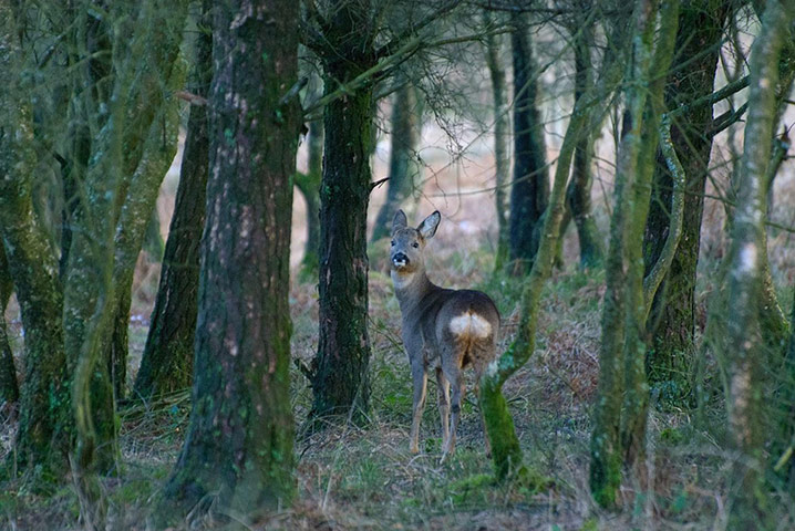 Forests : from of  Readers group on Flickr Green Shoots