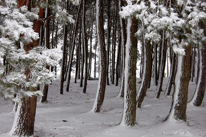 Forests : from of  Readers group on Flickr Green Shoots