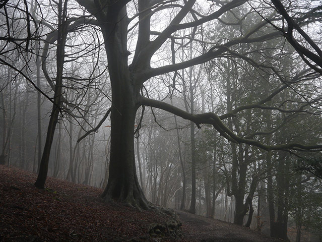 Forests : from of  Readers group on Flickr Green Shoots