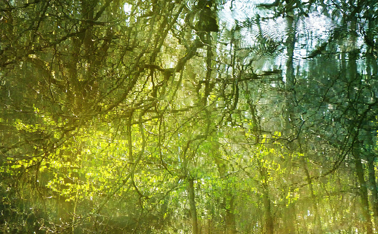 Forests : from of  Readers group on Flickr Green Shoots
