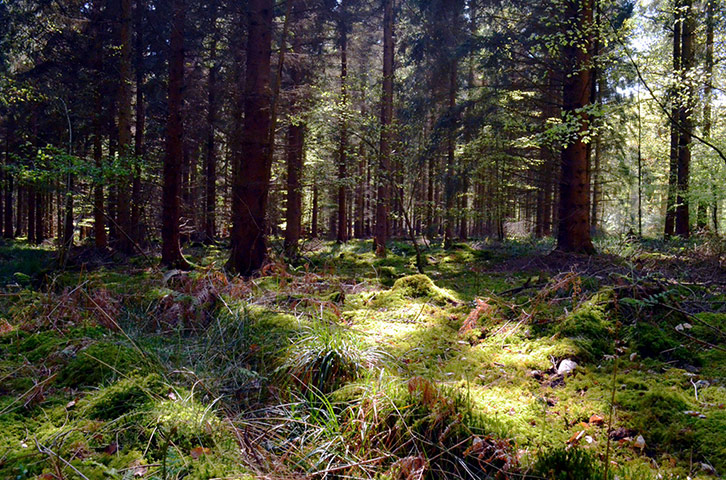 Forests : from of  Readers group on Flickr Green Shoots