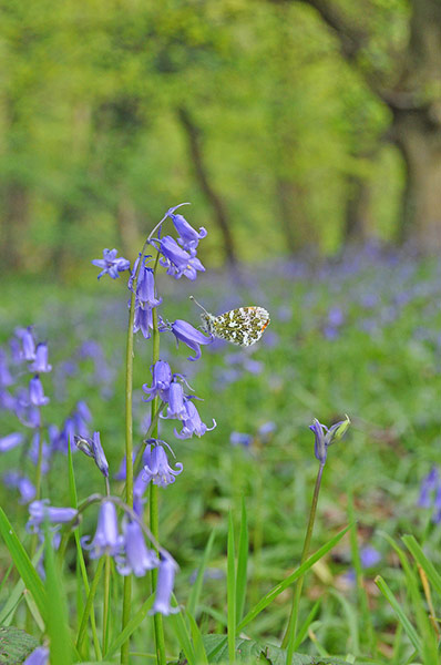 Forests : from of  Readers group on Flickr Green Shoots