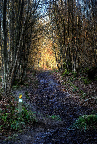 Forests : from of  Readers group on Flickr Green Shoots