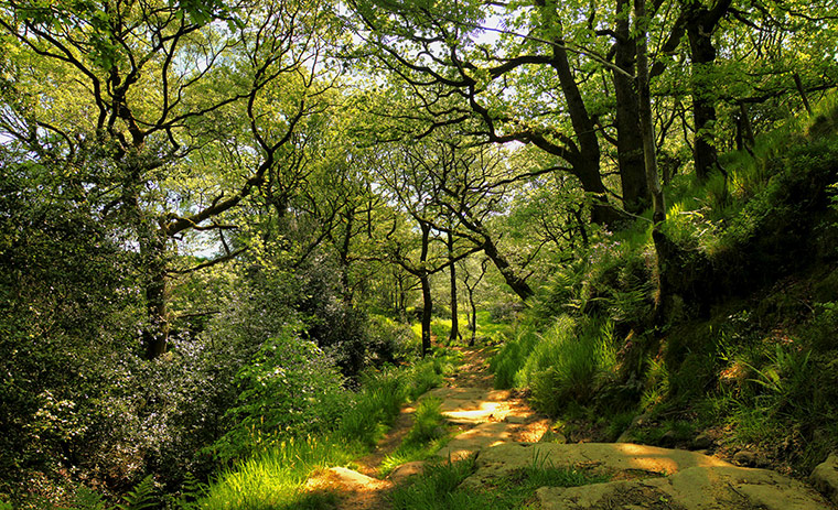 Forests : from of  Readers group on Flickr Green Shoots