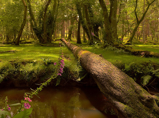 Forests : from of  Readers group on Flickr Green Shoots