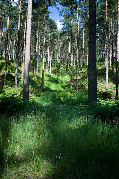 Forests : from of  Readers group on Flickr Green Shoots