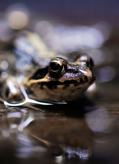 24 hours in pictures: A Montane Brown Frog