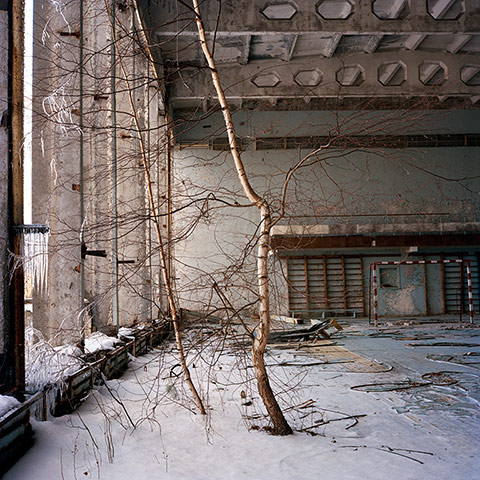 Prix Pictet Power : Birch tree growing on the second floor of a GYM