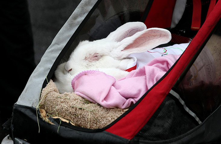 Torch day 47: Pet rabbit