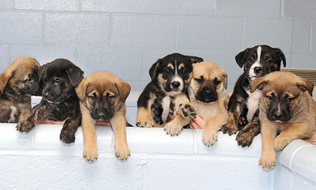 Puppies pic from Blue Cross