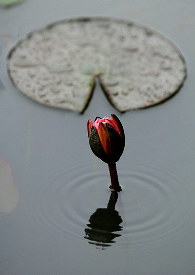 week in wildlife: CHINA-XI'AN-TEMPERATURE-LOTUS
