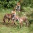 week in wildlife: Urban foxes