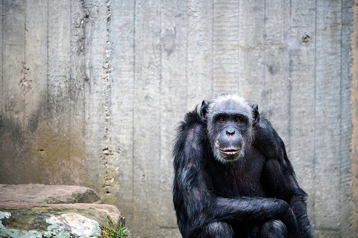 week in wildlife: A chimpanzee sits next to a concrete wall at the zoo in Hanover, Germany
