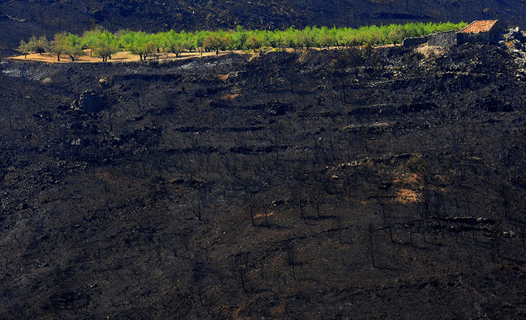 week in wildlife: A view of a burnt house and trees which survived the passage of a wildfire