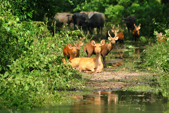 week in wildlife: Animals try to reach higher ground after Kaziranga flood
