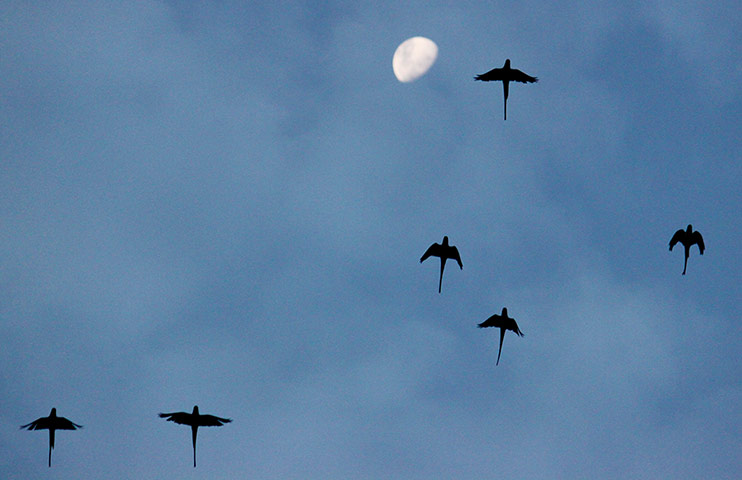 week in wildlife: Indian ring-necked parakeets