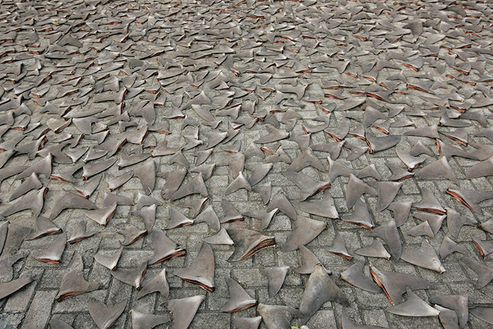 week in wildlife: Shark fins drying in the afternoon sun on a sidewalk in Hong Kong
