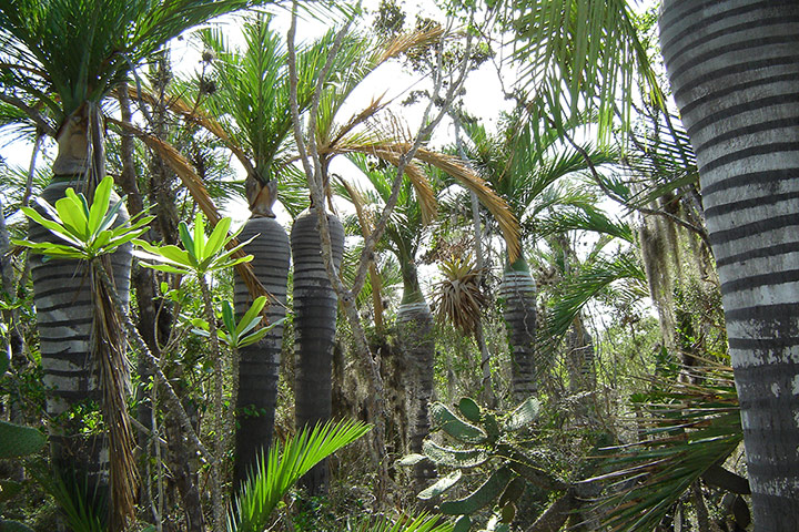 week in wildlife: The Critically Endangered cacheo palm 