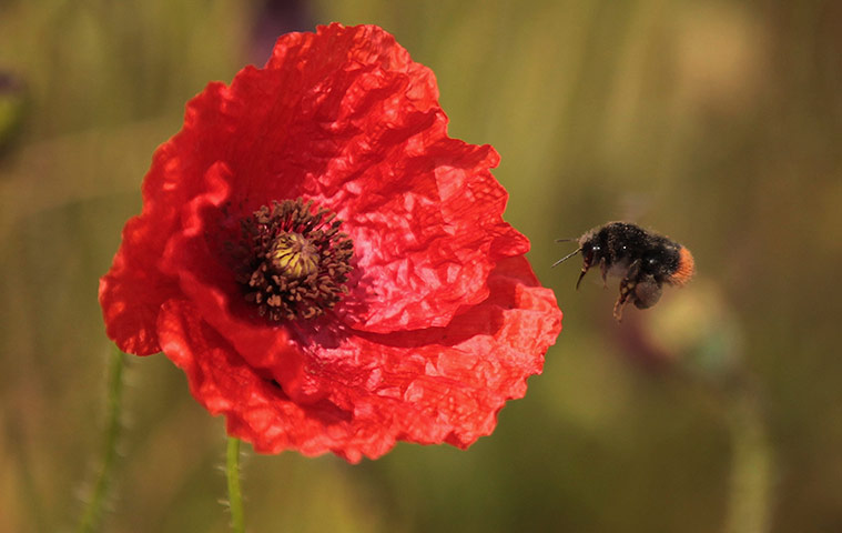 week in wildlife: A bee flies near poppies that are blooming in a field 