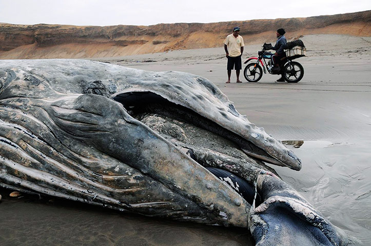 week in wildlife: A beached humpback whale lies on the shore near Puerto Eten