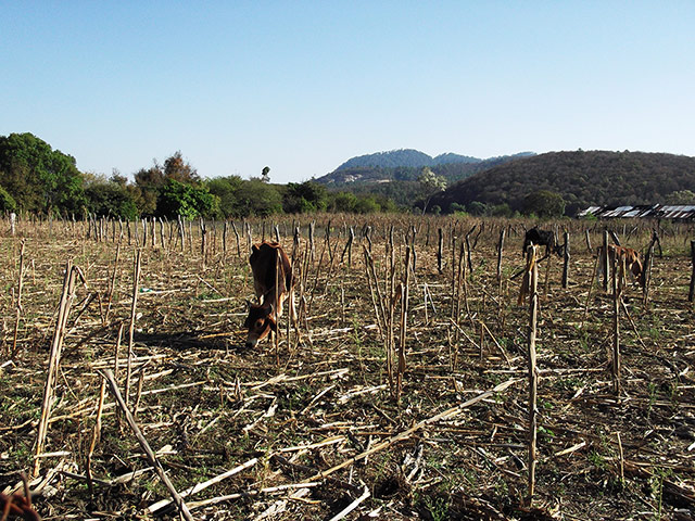 IFSW social work: Ana Karen