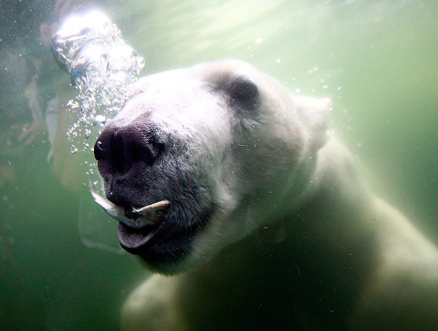 Picture Desk Live:  Arctic Ocean attraction at Hagenbeck Zoo, Hamburg