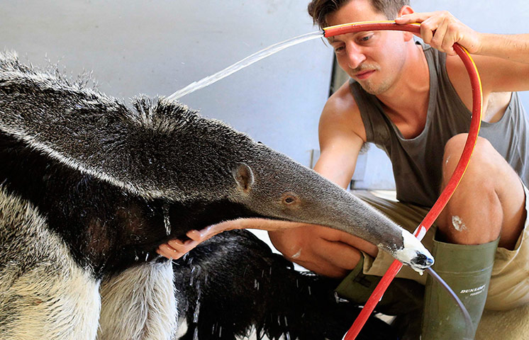 Picture desk live: Anteater Ilse gets a shower from Zookeeper 