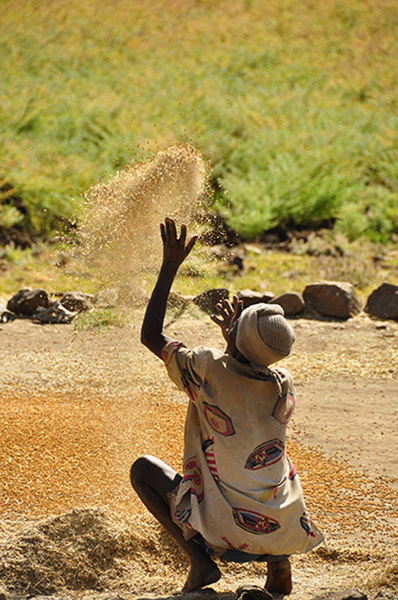 Cycle Africa: Cycle Africa wheat