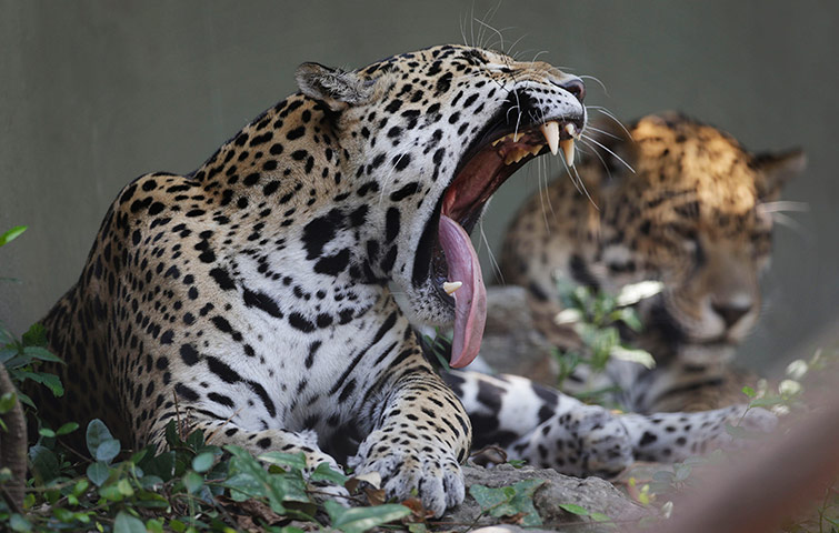 24 Hours: A jaguar yawns in the heat at the Montgomery zoo, Alabama