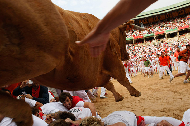 Pamplona: A fighting cow leaps over bull runners in the Plaza de Toros