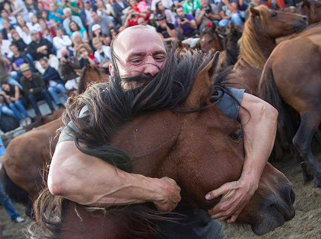  24 hours: Sabucedo, Spain: A man grabs a wild horse during a round-up of wild horses