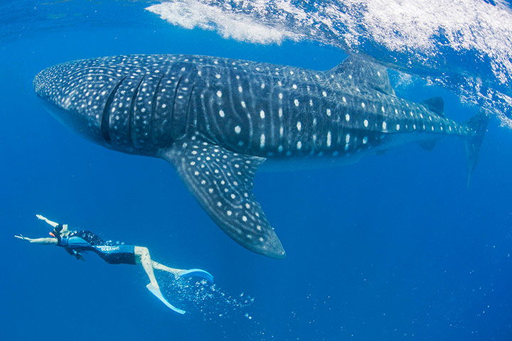 Picture Desk Live: American Actress Maggie Q swims with an endangered whale shark off Cancun