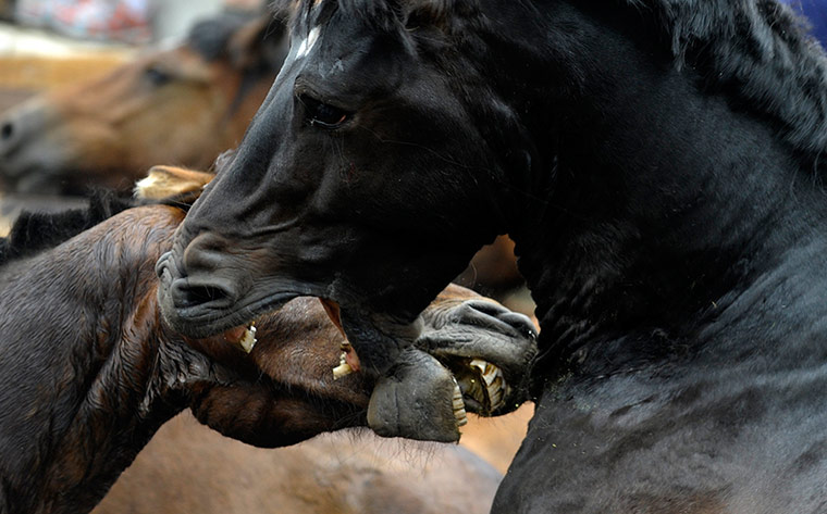Picture Desk Live: Two wild horses fight during ta horse festival