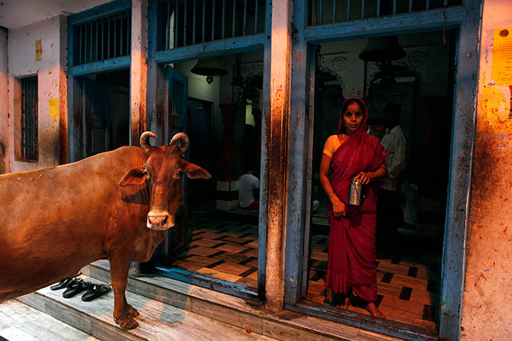 Picture Desk Live: A cow stands at the entrance of a temple in India