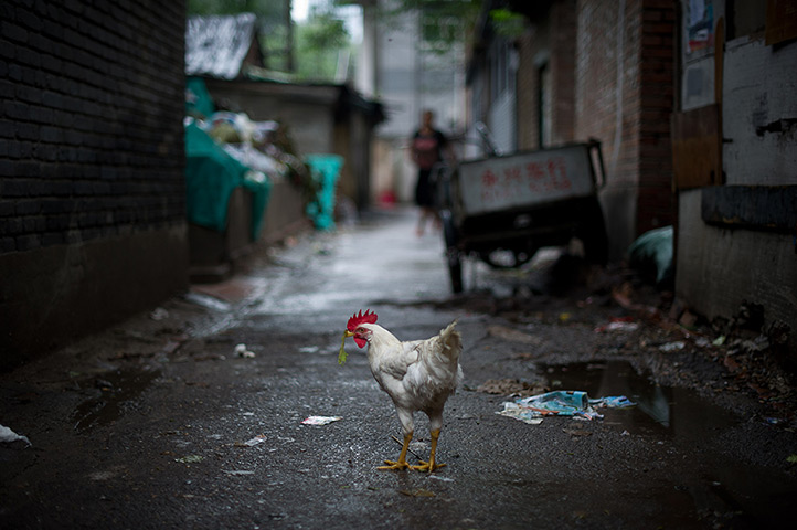 24hours in pictures: A chicken scavenges for food in an alleway