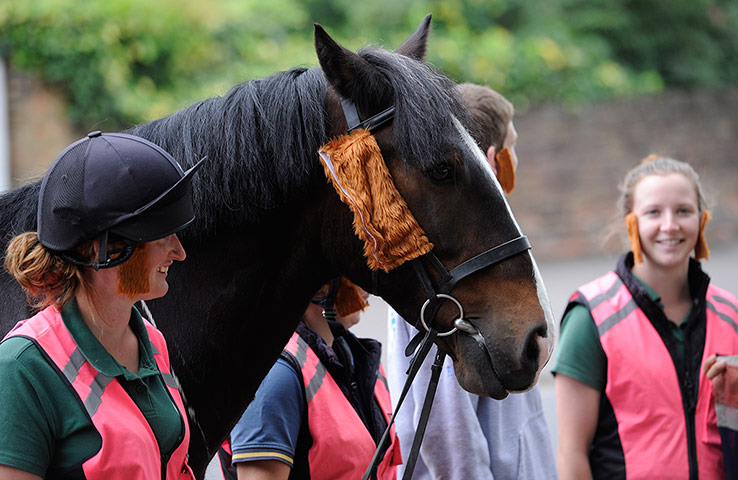 Tom Jenkins Time trial: Horse with Wiggo sideburns