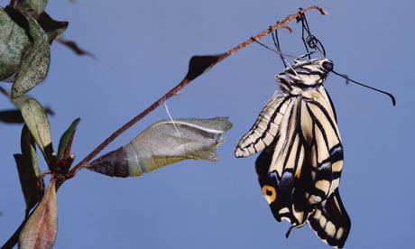Swallowtail butterfly