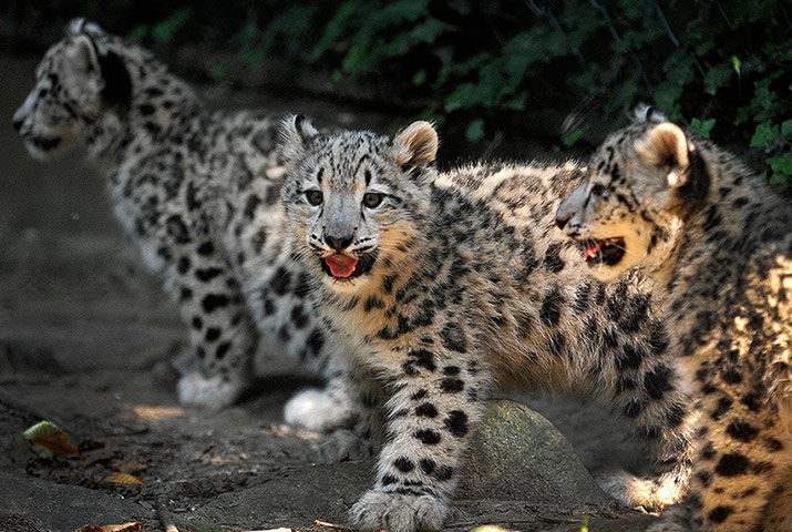 Week in wildlife: Young snow leopards discover their outdo
