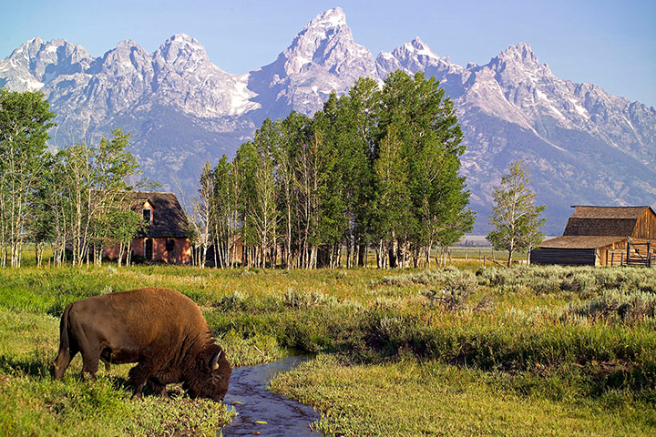 Week in wildlife: Bison